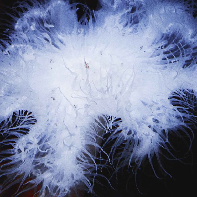 cover art for Facts: The Giant Plumose Anemone