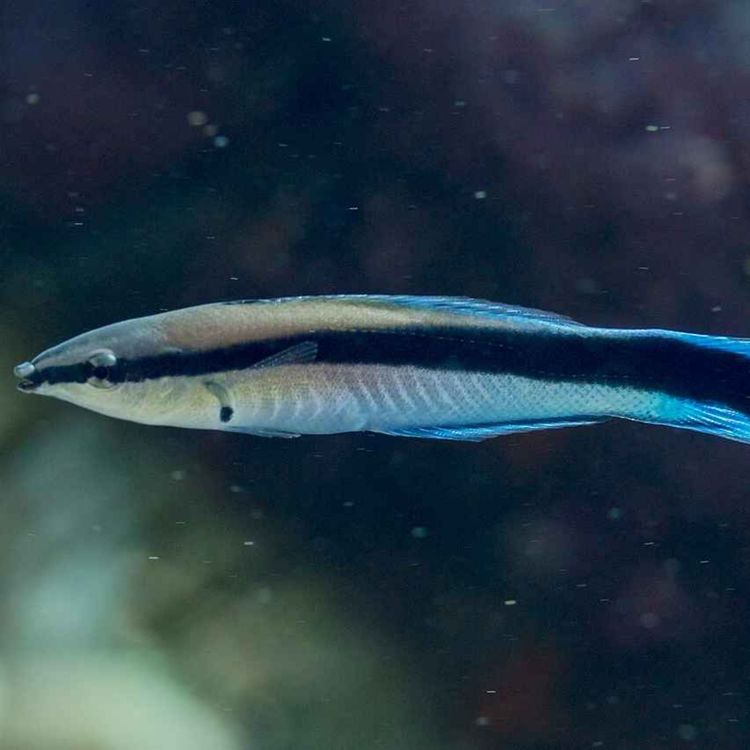 Streak Fish Facts: The Bluestreak Cleaner Wrasse (The Doctor of the Sea) - Deep ...