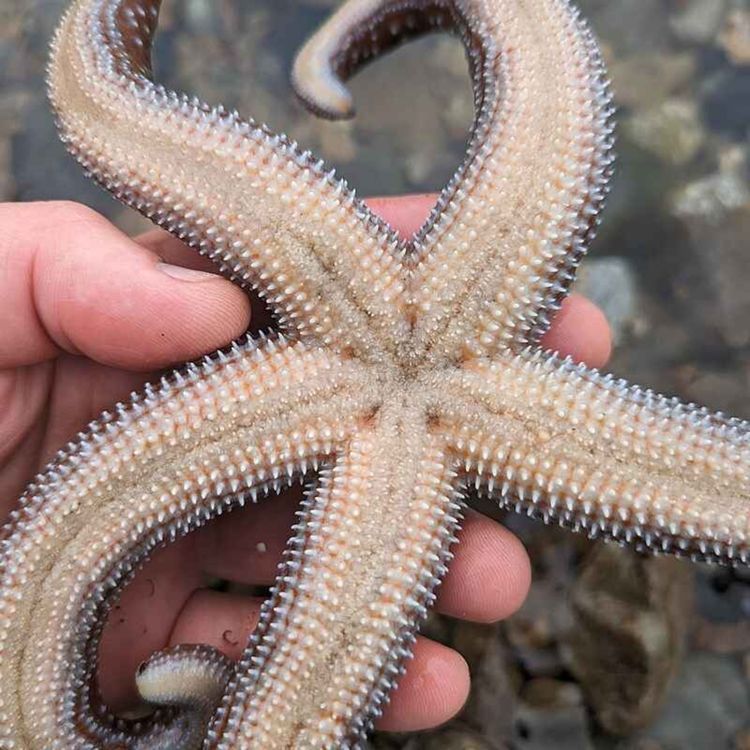 cover art for Facts: The Mottled Sea Star