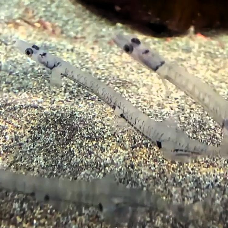 cover art for Facts: The Japanese Icefish