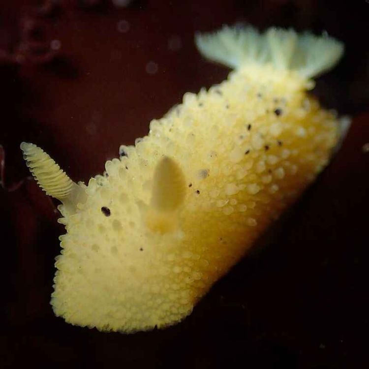 cover art for Facts: The Monterey Sea Lemon