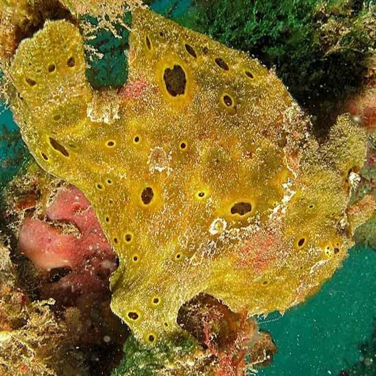 cover art for Facts: The Spotfin Frogfish