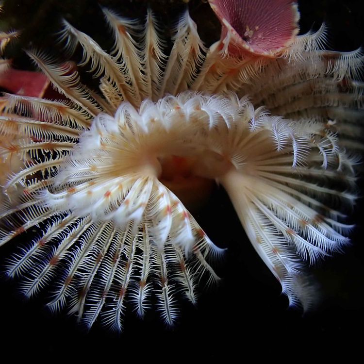 cover art for Facts: The Red-Trumpet Calcareous Tubeworm