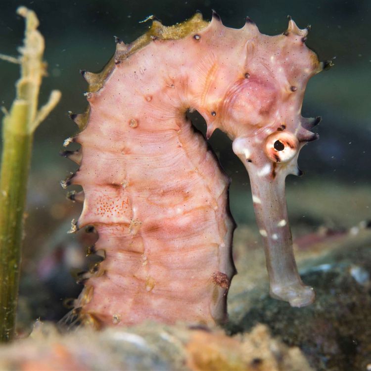 cover art for Facts: The Thorny Seahorse