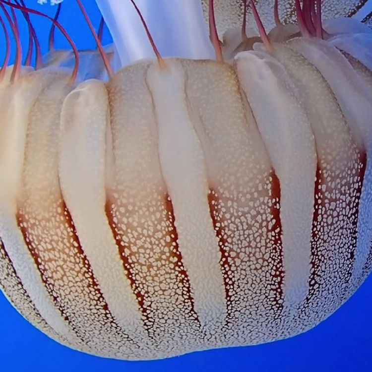 cover art for Facts: The South American Sea Nettle