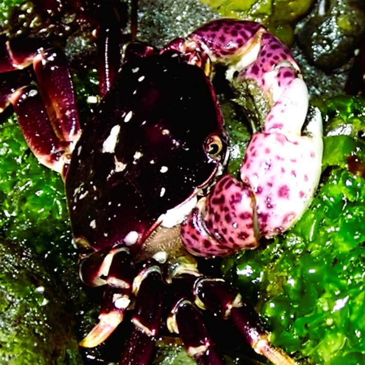 cover art for Facts: The Purple Shore Crab