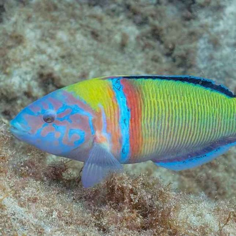 cover art for Facts: The Ornate Wrasse