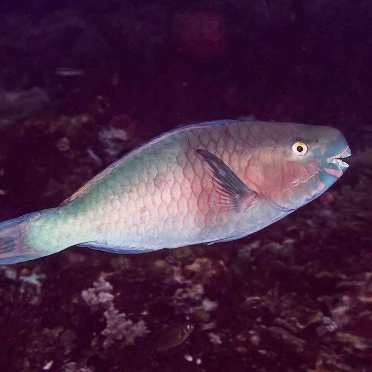 cover art for Facts: The Ember Parrotfish