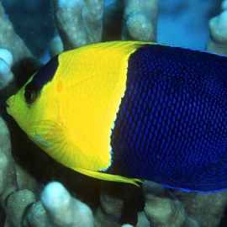 cover art for Facts: The Bicolor Angelfish