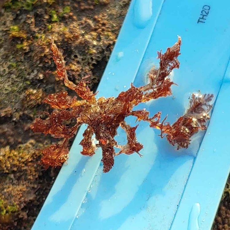 cover art for  Facts: Hemphill's Kelp Crab