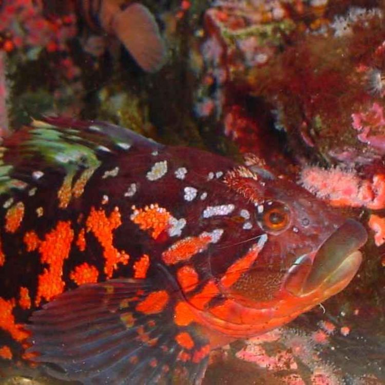 cover art for Facts: The Rock Greenling