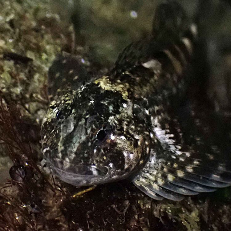 cover art for  Facts: The Mosshead Sculpin