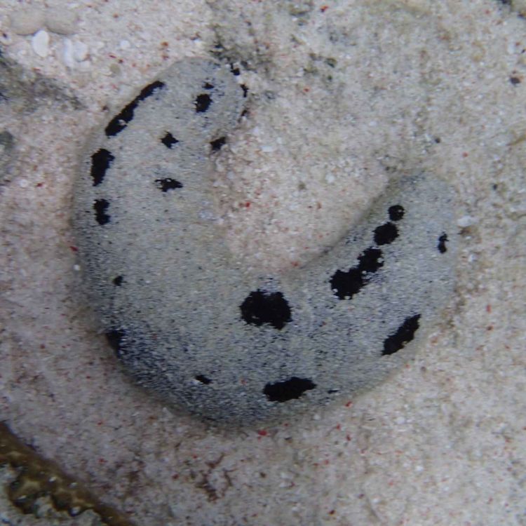 cover art for  Facts: The Black Sea Cucumber (Lollyfish)