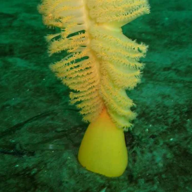 cover art for Facts: The Orange Sea Pen