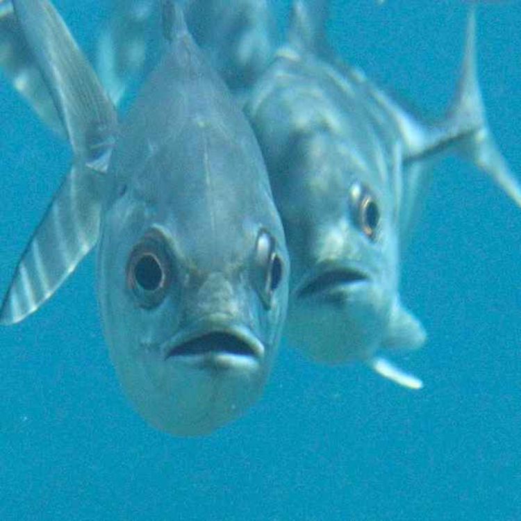 cover art for Facts: The Bigeye Trevally