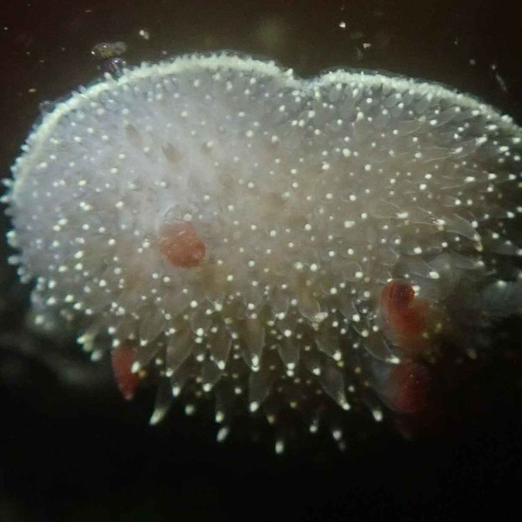 cover art for Facts: The Nanaimo Dorid
