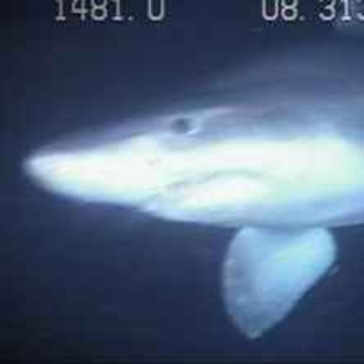 cover art for Facts: The Smalltooth Sand Tiger Shark