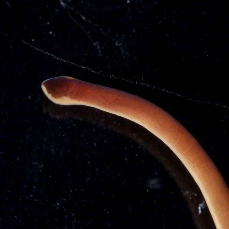 cover art for Facts: The Purple Ribbon Worm