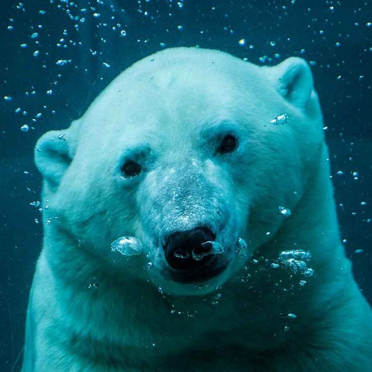 cover art for Everything You Need To Know About Polar Bears