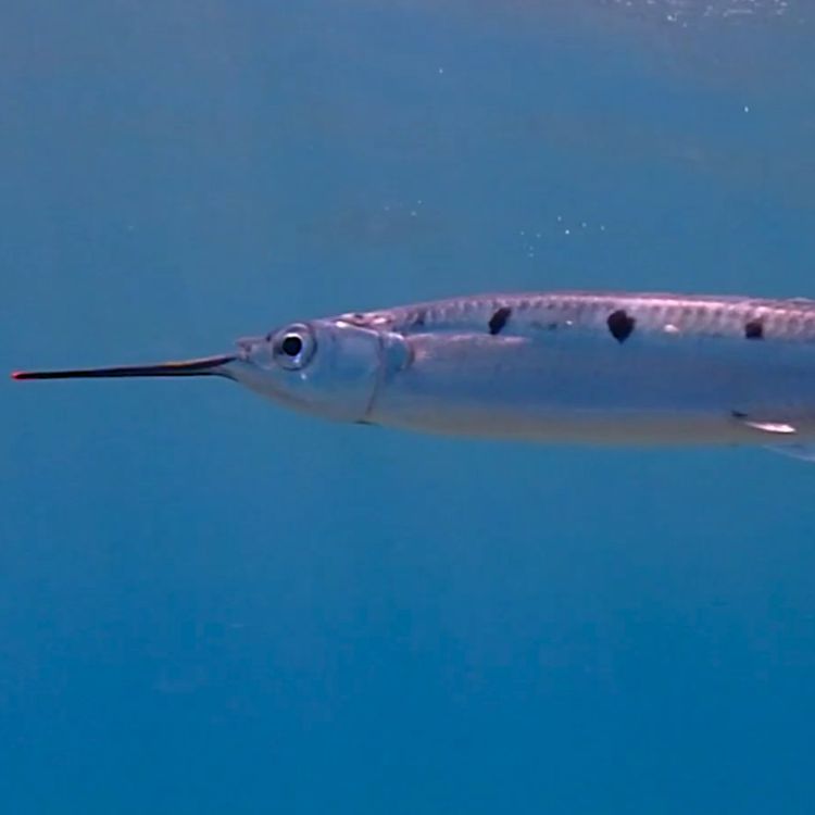 cover art for Facts: The Halfbeak