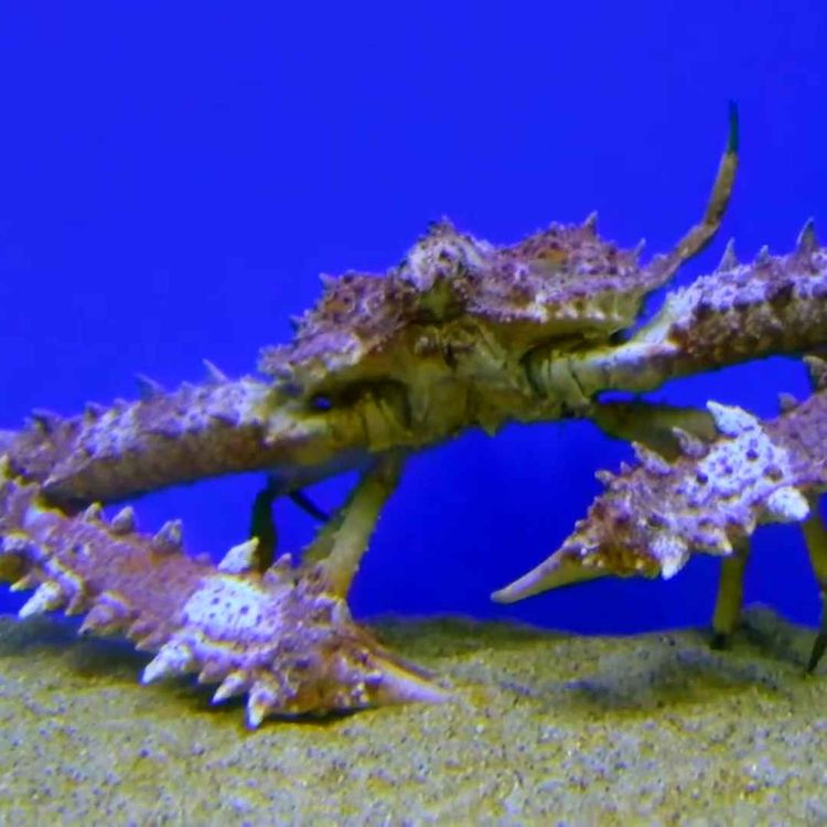 cover art for  Facts: The Strong Elbow Crab