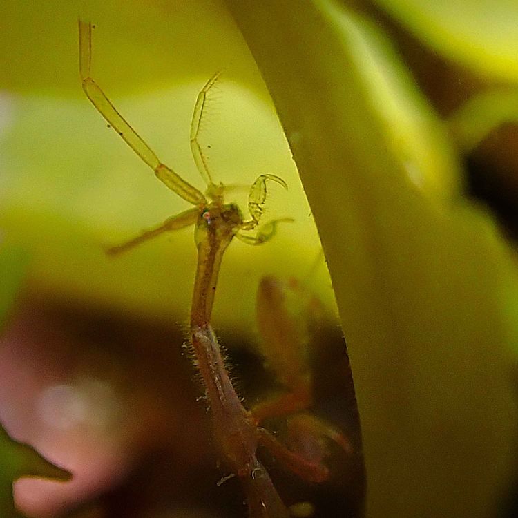 cover art for The Tiny Invader Taking Over Our Oceans (The Japanese Skeleton Shrimp)