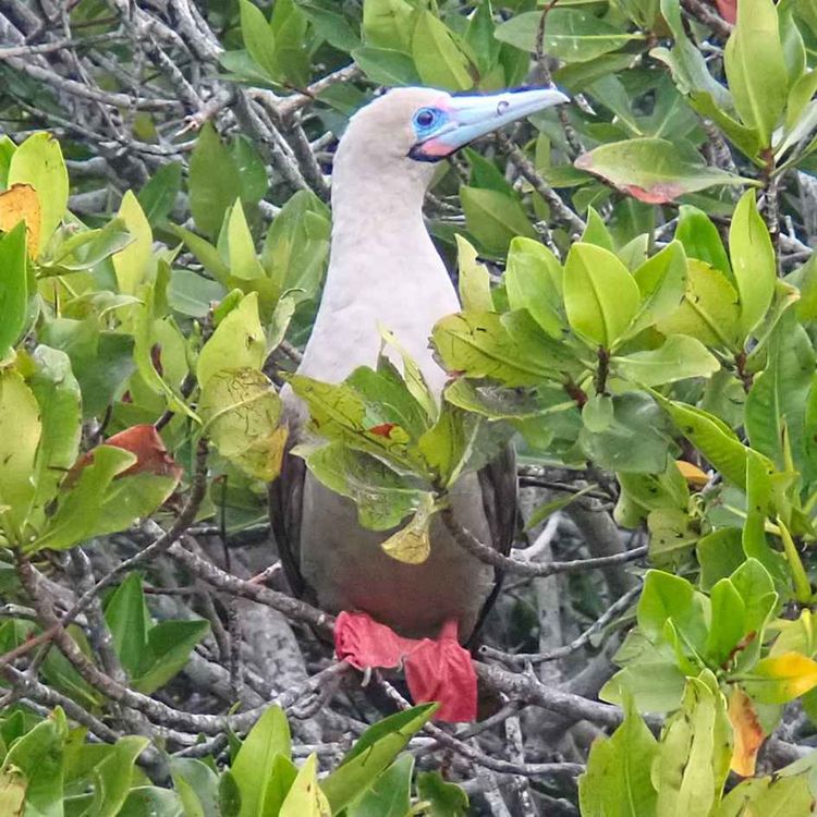 cover art for  Facts: The Red-Footed Booby