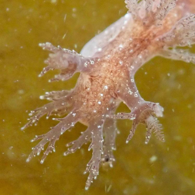cover art for  Facts: The Bushy-Backed Nudibranch