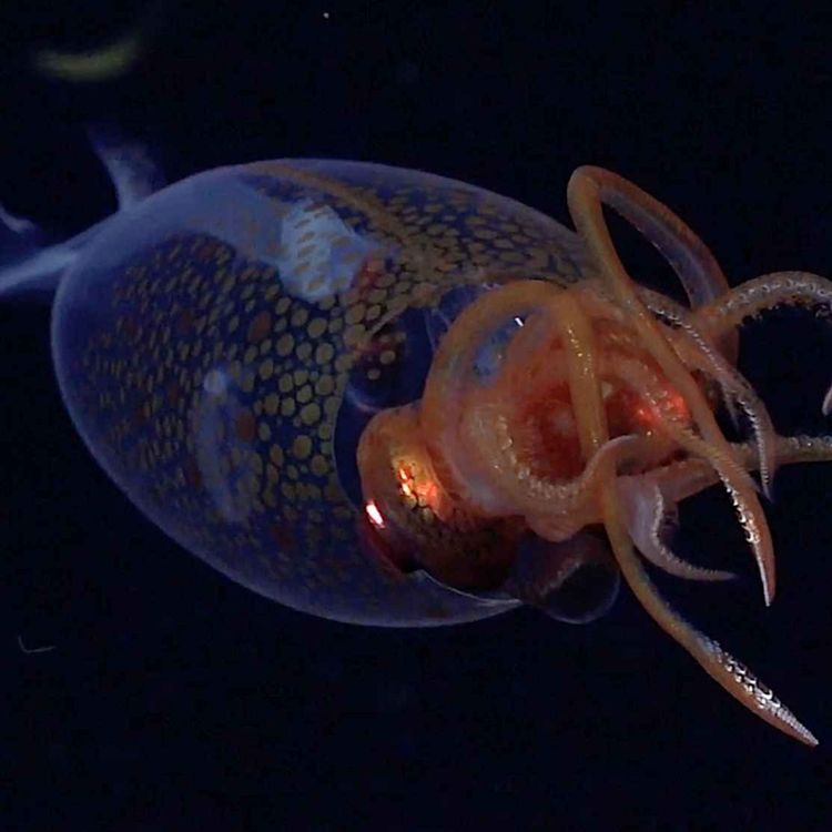 cover art for Everything You Need To Know About The Colossal Squid (The World's Heaviest Invertebrate)