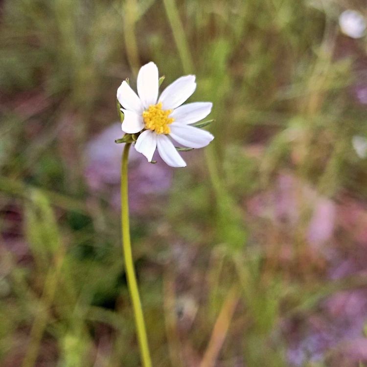 cover art for Depresivos, lo que en verdad queremos 