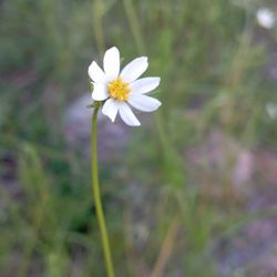 cover art for Temas de mundanos