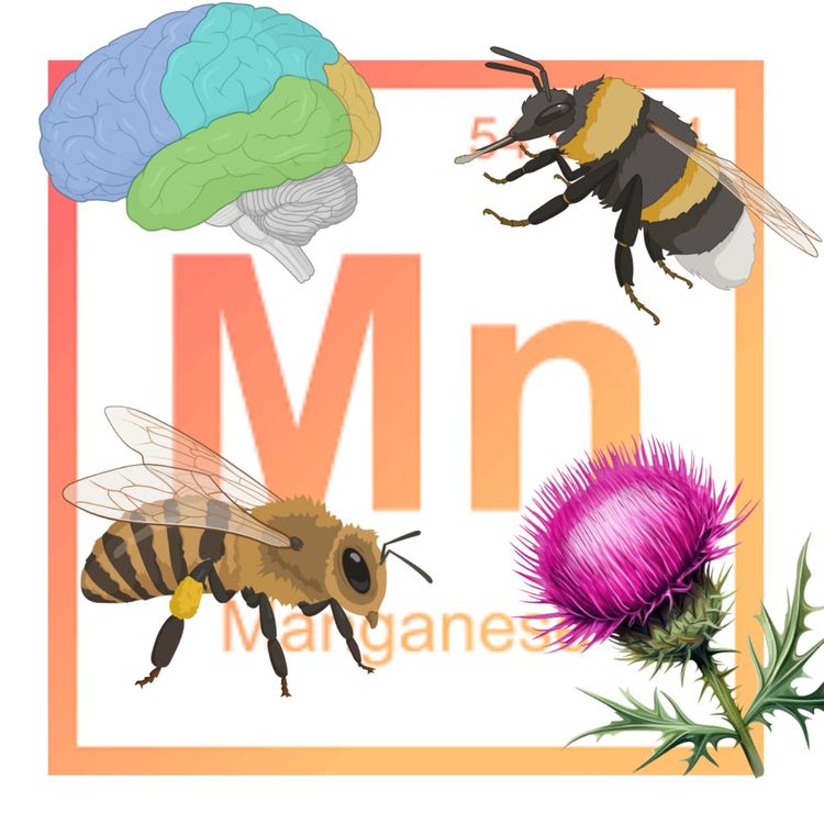 cover art for Bees, Bees, and Manganese