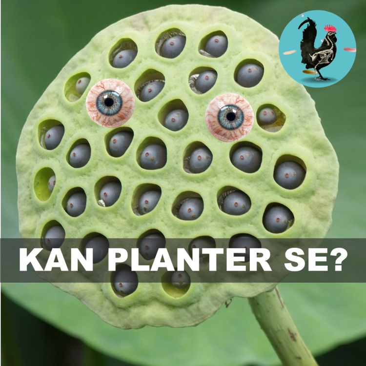 cover art for #204: Kan planter se?