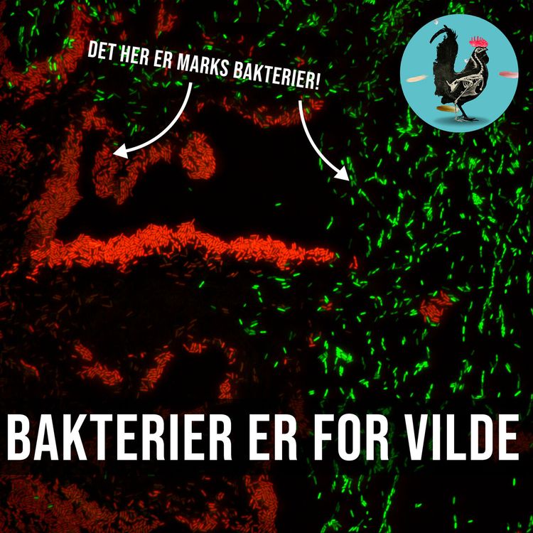 cover art for #130: Flemming elsker bakterier