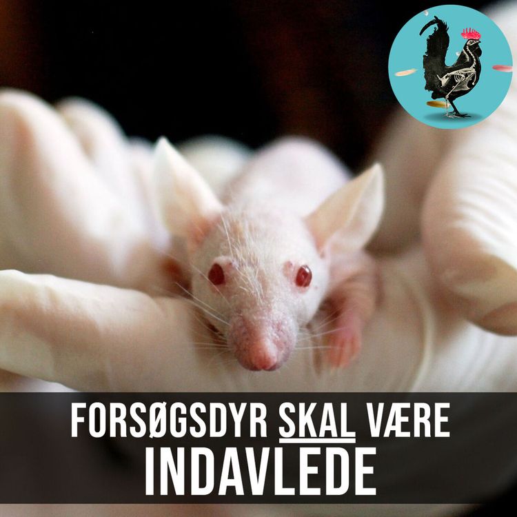 cover art for #116: Forsøgsmus er indavlet gennem 200 generationer!