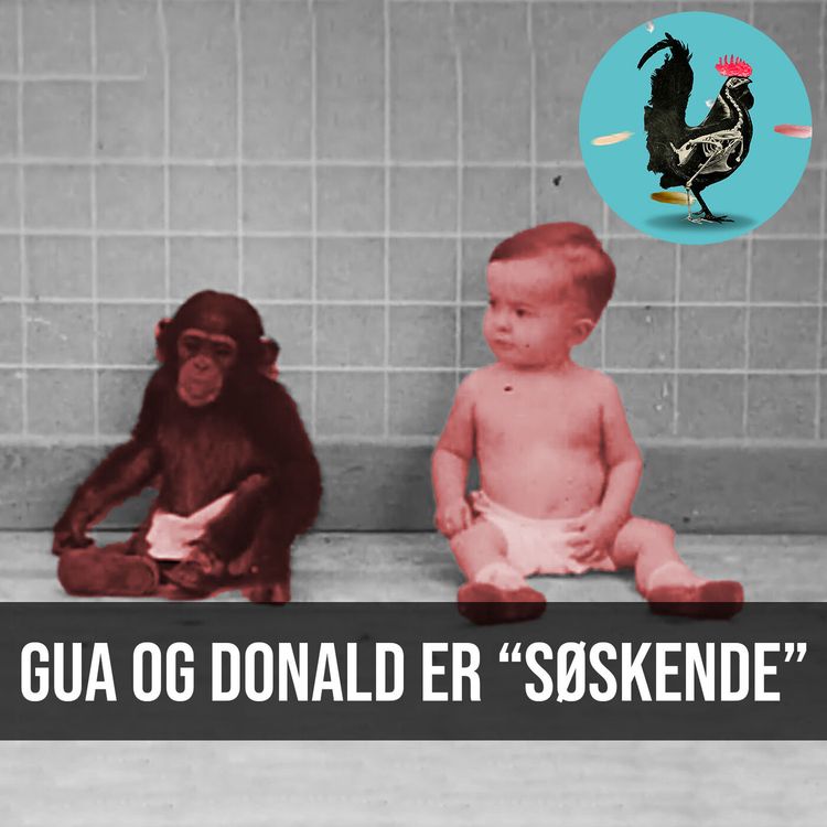 cover art for #068: En chimpanse opfostret som et menneske