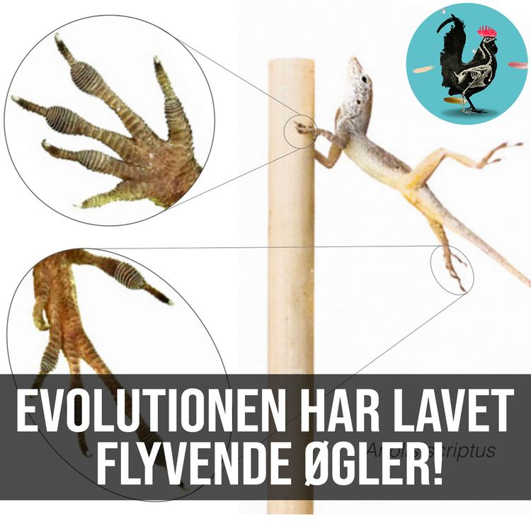 cover art for #054: Klimainduceret evolution
