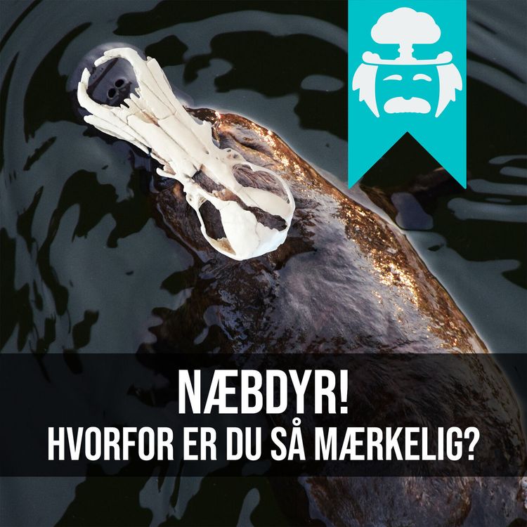 cover art for #010: En hest skal have hjul - Forbudt evolution