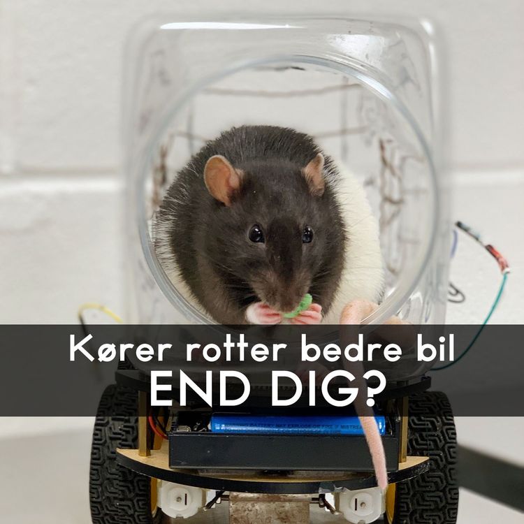 cover art for #3.42: Når en rotte kører bil