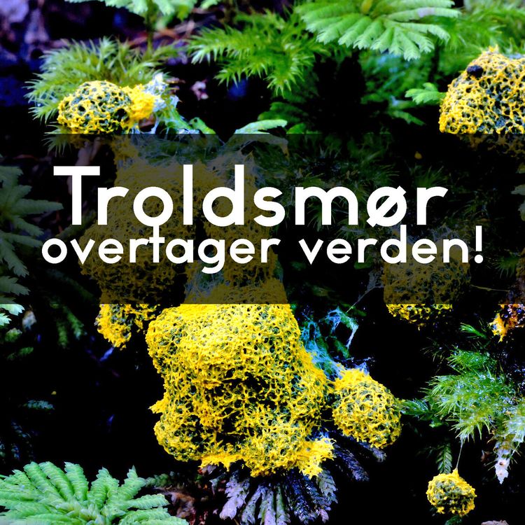 cover art for #3.26: Intelligens uden hjerne