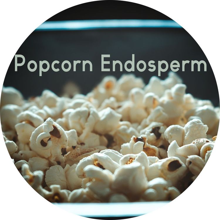 cover art for #1.13: Popcorn Endosperm