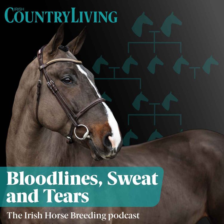 cover art for Ep 141: Bloodlines, Sweat and Tears, the Irish Horse Breeding podcast