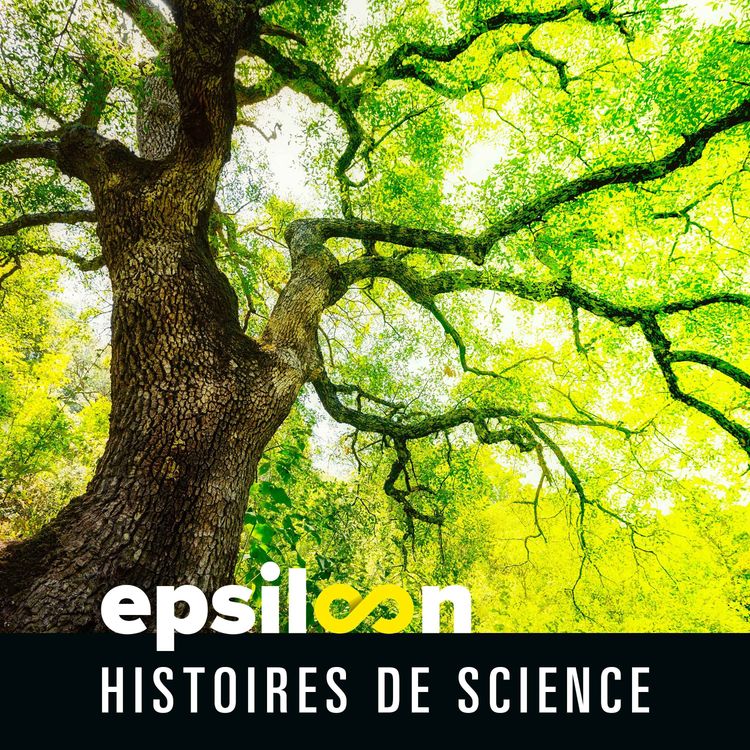 cover art for Les vieux arbres sont les gardiens des forêts