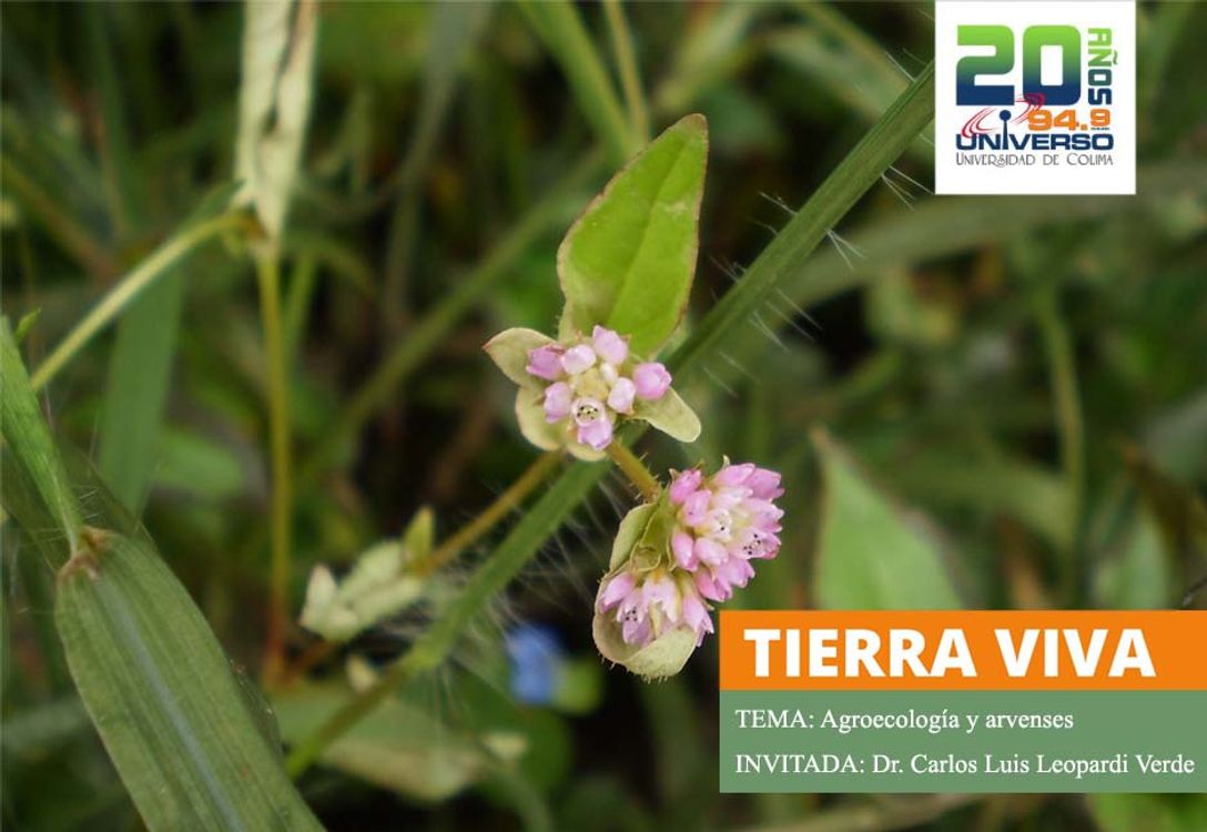 cover art for Agroecología y arvenses