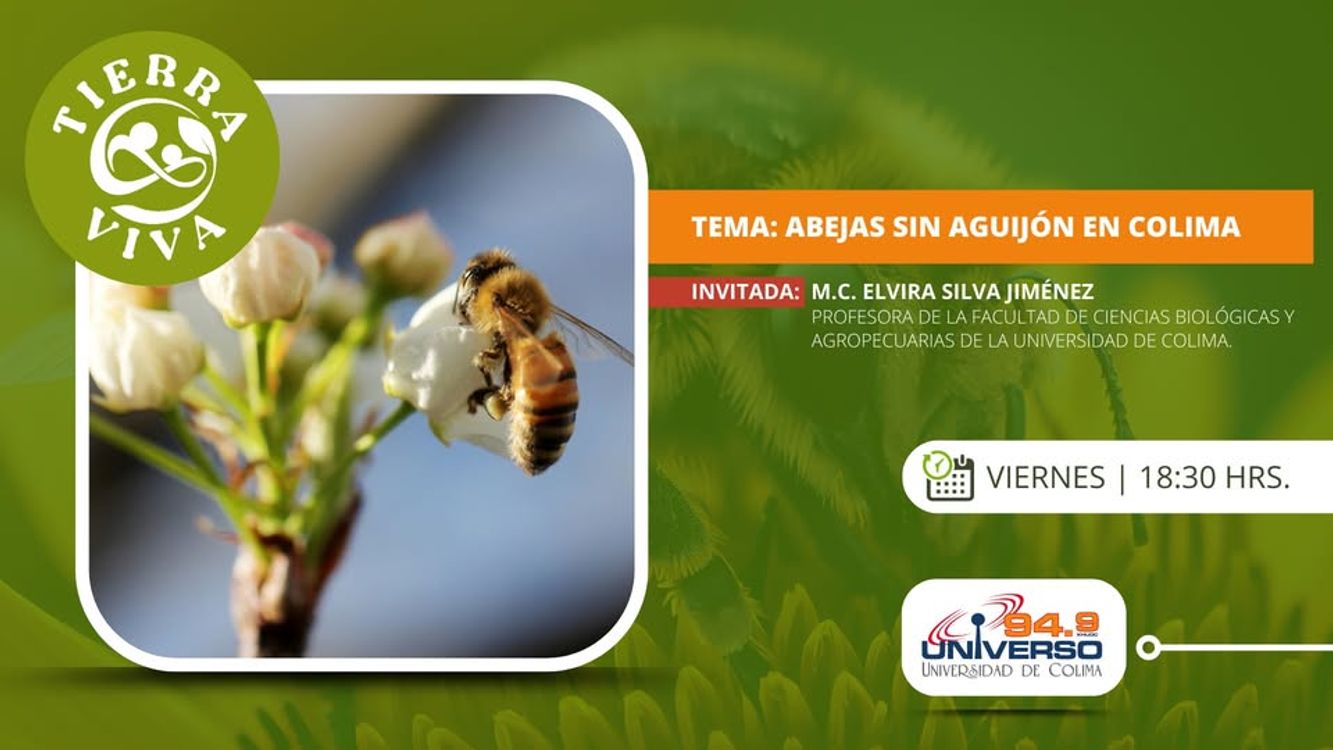 cover art for Abejas con aguijón en Colima p2