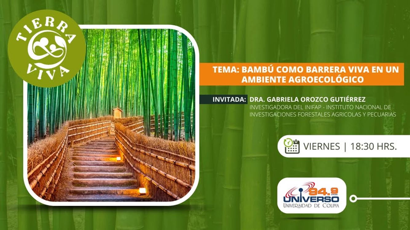 cover art for Bambú como barrera viva en un ambiente agroecológico