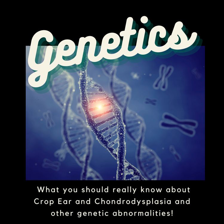 cover art for Genetics- What you need to know about crop ear, Chondrodyspalsia and other genetic abnormalities