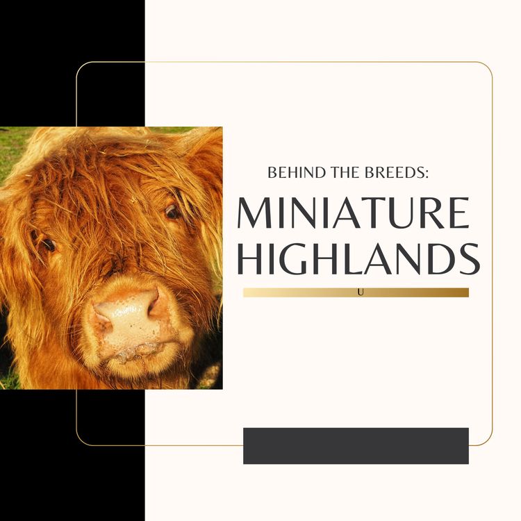 cover art for Behind the Breeds: Miniature Highlands