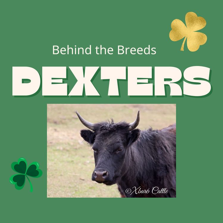 cover art for Behind the Breeds: Dexters