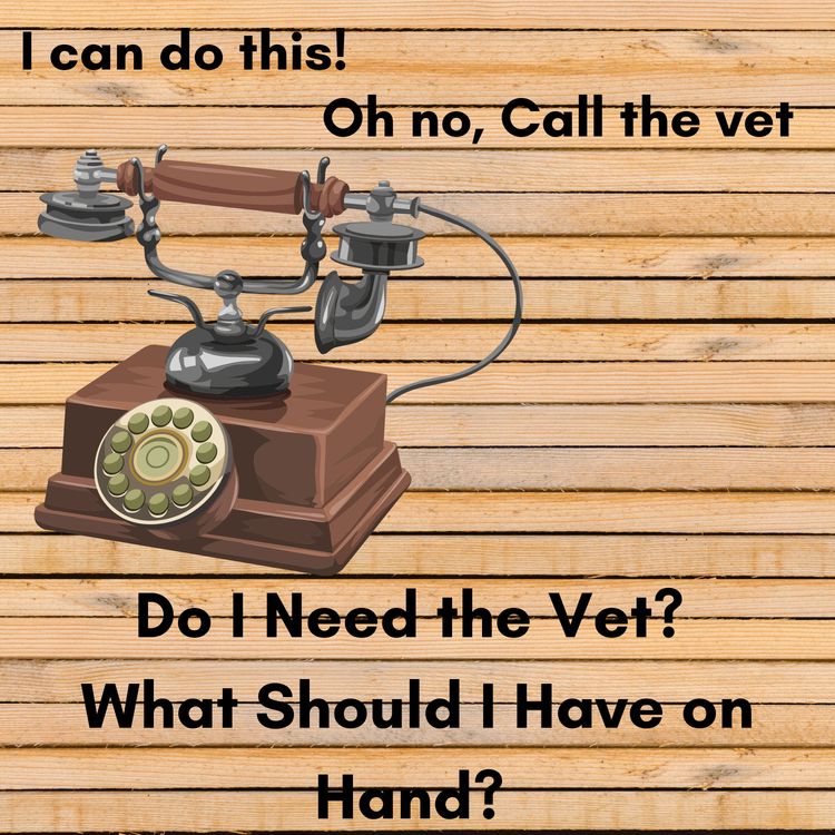 cover art for When Should I call the Vet?Can I Do This On My Own? What Should I Have On Hand?